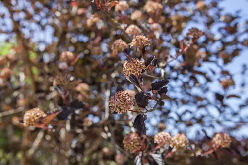 Physocarpus opulifolius 'Tiny Wine' – Kompakte Blasenspiere - Kompakte Blasenspiere mit auffälligem, dunkelrotem Laub und attraktiven Blütenständen. Ideal für kleine Gärten oder Kübel, winterhart bis -30 °C und pflegeleicht.