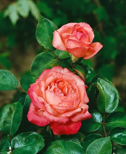 Pflanzen für Dich Rose Rosa Aachener Dom - Die Rose ‘Aachener Dom’ begeistert mit nostalgischen Blüten und modernem Wuchs. Ideal für Beete und Terrassen, blüht sie von Juni bis Herbst und überzeugt mit robustem, gesundem Laub.