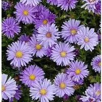 Kissenaster Mittelmeer - Aster dumosus
