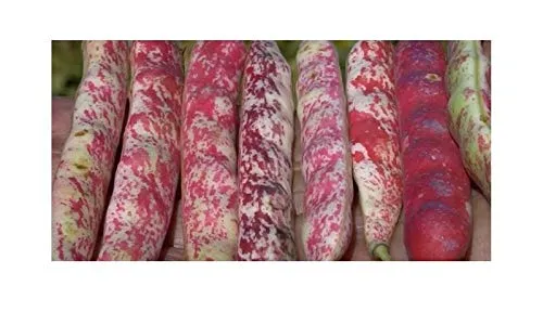 Stk - 45x Borlotto rosso BIO (Phaseolus vulgaris) Buschbohnen Gemüse - Samen SV27 - Seeds & Plants Shop by Ipsa