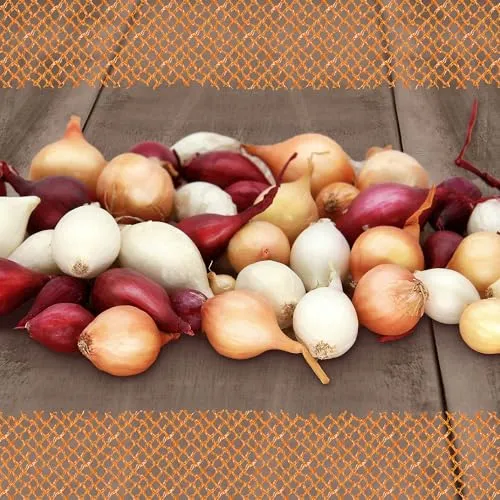 FLORTUS 2000-0423-250g Steckzwiebeln Disco Mix 250 g I Zwiebeln in hoher Qualität pflanzen I Gemüsezwiebel in der Größe 14 - 21 mm