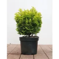 Chamaecyparis Obtusa Nana Aurea Hinoki-Scheinzypresse Goldgelb 20–25 cm