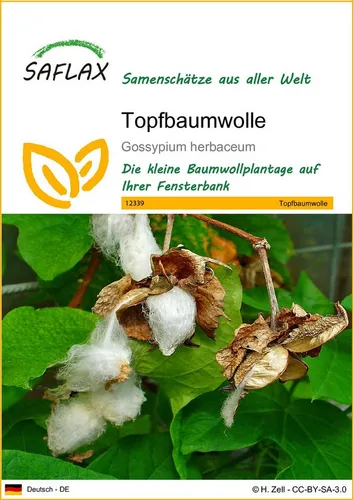 SAFLAX Blumensamen SAFLAX - Samen - Topfbaumwolle
