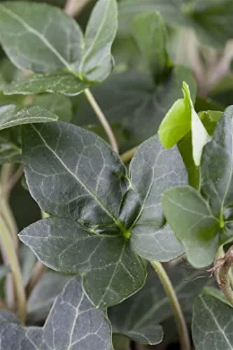 Hedera helix 'Plattensee' ca. 9x9 cm Topf - Efeu, immergrün, ideal für Wände und Zäune, pflegeleicht, winterhart, luftreinigend