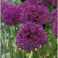 Zierlauch Purple Sensation - Allium aflatunense