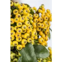 Pyracantha 'Soleil d'Or' 60-80 cm