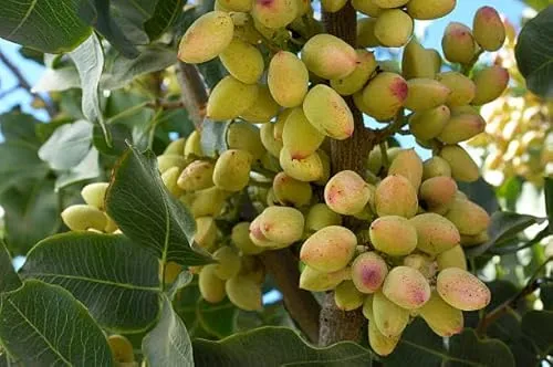 Echter Pistazienbaum (Pistacia vera) - Essbare Früchte für Ihr Zuhause - Obstsamen & -pflanzen, produziert köstliche essbare Pistazien in trockenem und warmem Klima, ideal für Gartenliebhaber.