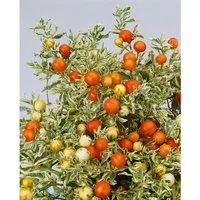 Solanum Dulcamara Bittersüßer Nachtschatten Ca. 11x11 cm Topf