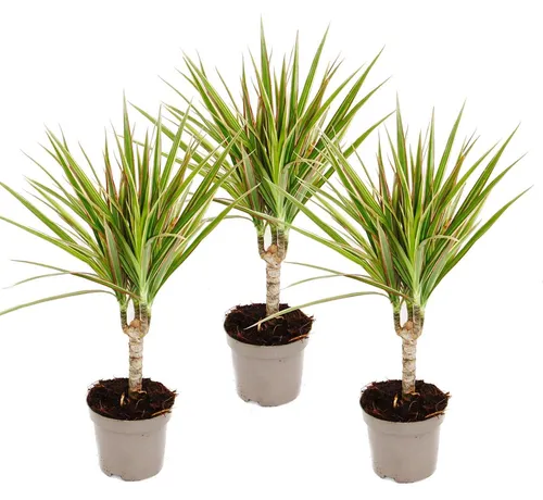 zweifarbiger Drachenbaum - Dracaena marginata Bicolor - Set mit 3 Pflanzen