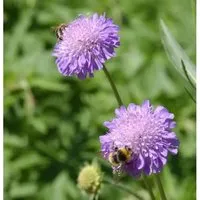 Ackerskabiose - Knautia arvensis
