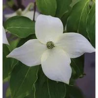Chinesischer Blumenhartriegel China Girl 60-80cm - Cornus kousa