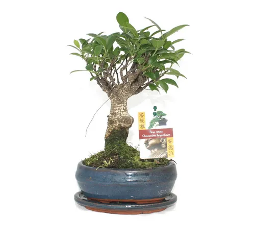 Exotenherz Bonsai Ficus retusa - 6 Jahre Kugelform - Schöner Bonsai Ficus retusa in Kugelform, ideal für die Gestaltung von Innenräumen. Pflegeleicht und ein Blickfang in jedem Raum.