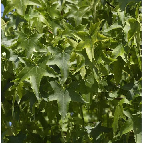 Kugel Amberbaum Gumball 60-80cm - Liquidambar styraciflua