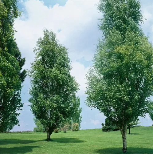 Betula Pendula Golden Obelisk Hänge-Birke Goldgelb 100–125 cm - Hausbäume: Diese schlanke Birke begeistert mit goldgelbem Laub und ist ideal für kleine Gärten oder Kübel. Pflegeleicht, winterhart und bietet Vögeln Schutz.