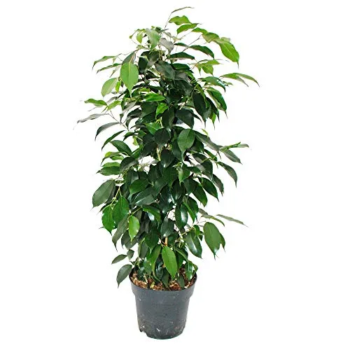 Exotenherz Zimmerpflanze Ficus benjamini "Danielle" im 17cm Topf
