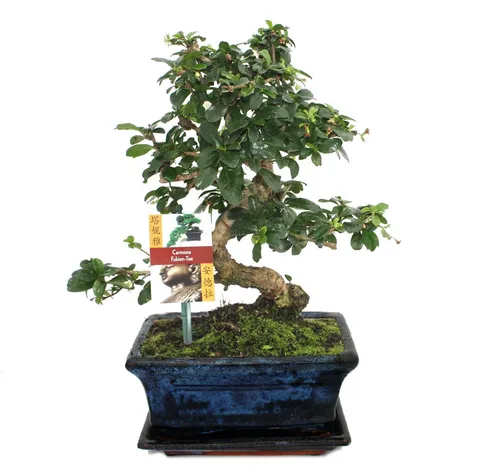 Exotenherz Bonsai Fukientee - Carmona microphylla, ca. 8 Jahre - Zimmerpflanze mit einzigartigem Wuchs, blüht ganzjährig und trägt leuchtende Beeren. Ideal für helle Fensterplätze, pflegeleicht und ein Unikat!