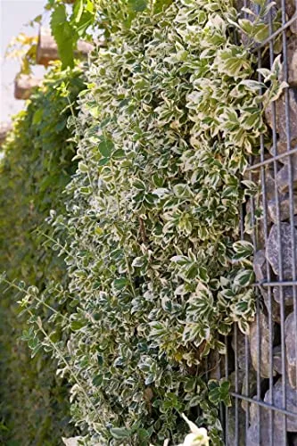 Euonymus Fortunei Emerald Gaiety Kriechspindel Grün-Weiß 15–20 cm