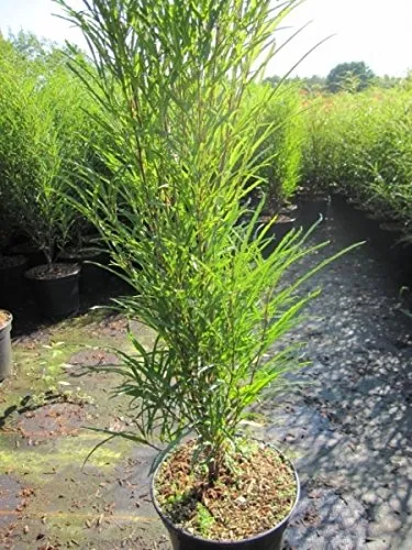 Säulen-Faulbaum Fine Line ® - Farnblättriges Pulverholz - Rhamnus frangula - 60-80cm