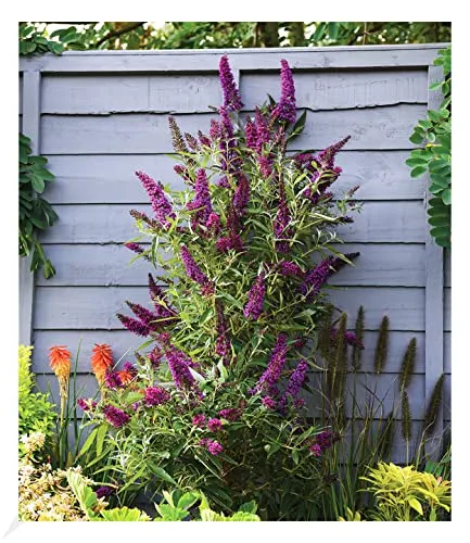 BALDUR Garten Buddleia Straight UP - Sommerflieder im 9x9 cm-Topf - Kompakte Buddleja-Hybride mit langen, aufrechten Blütenrispen. Ideal für sonnige bis halbschattige Standorte. Pflegeleicht und winterhart, blüht von Juni bis September.