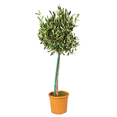 Bloomique Olivenbaum Olea Europaea - Winterhart und Pflegeleicht - Baumsamen & -pflanzen: Der Olea Europaea ist ein immergrüner, winterharter Olivenbaum, der mit seinen weißen Blüten und mediterranem Flair jeden Garten verschönert.