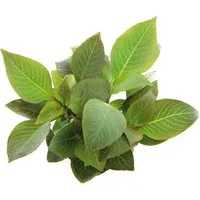 Dennerle Plants Aquariumpflanze Hygrophila Corymbosa Kompakt