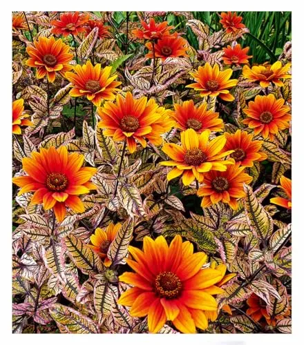 BALDUR Garten Sonnenauge 'Orange Marble',1 Knolle, mehrjährig - winterhart, pflegeleicht, bienenfreundlich, extrem lange Blütezeit, trockenheitsverträglich, einzigartig marmoriertes Laub