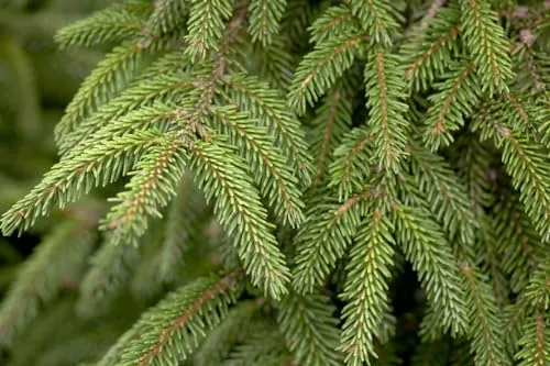 Picea orientalis 'Aurea' 40-50 cm - Orientalische Fichte, goldgelbe Nadeln, ideal für Hecken und Einzelstellung, winterhart, pflegeleicht