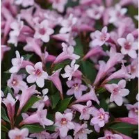Weigelie Pink Poppet 25-30cm - Weigela florida