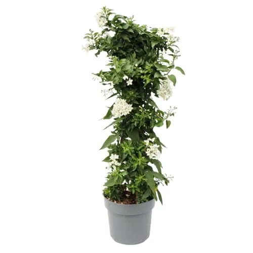 Exotenherz Sommerjasmin Solanum jasminoides - 19cm Topf - ca. 75cm - weiß - Attraktive Kübelpflanze mit zarten weißen Blüten, ideal für Balkon oder Terrasse. Bringt mediterranes Flair in Ihren Außenbereich und überzeugt durch eleganten Wuchs. Pflegeleicht und dekorativ, perfekt für Spaliere oder Rankhilfen.