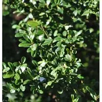 Hochstamm Japanische Stechpalme Ilex Glori Gem 40-60cm - ilex crenata