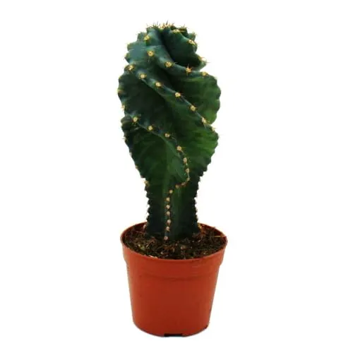 Cereus jamacaru "Spiralis" - Spiralkaktus im Mini-Format - im 6,5cm Topf
