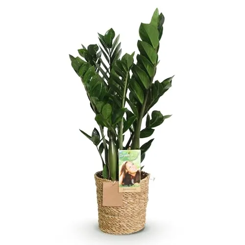 Green boutiQ - Zimmerpflanzen - Zamioculcas - ZZ-Pflanze - Wenig Pflege - mit Korb - Grün - 1 Pflanze - Topf 17cm - Höhe 65-75cm