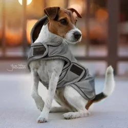 Kentucky Dogwear Hundedecke Dog Coat Reflection Water Repellent - silver, L - Sonstiger Hundebedarf, 100% reflektierend für maximale Sicherheit bei Tag und Nacht, wasserabweisend, winddicht und atmungsaktiv – ideal für trübe Tage.