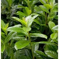 Kirschlorbeer Novita 40-60cm - Prunus laurocerasus - Sträucher, frostharte Heckenpflanze mit bis zu 50 cm jährlichem Zuwachs und hervorragender Schnittverträglichkeit für dichte, aufrechte Hecken.