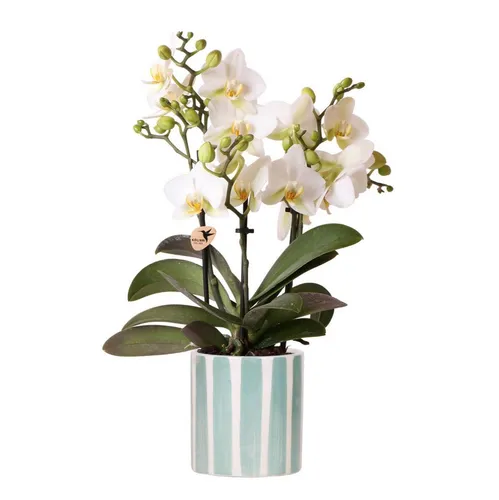 Weiße Phalaenopsis Orchidee Lausanne im Türkis Painted Stripe Topf - Außenanbau, pflegeleichte Zimmerpflanze mit eleganten Blüten und stylischem Topf, ideal für jeden Wohnraum.