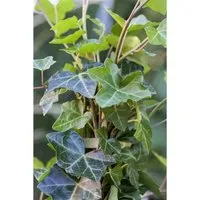 Hedera Helix Hibernica Irischer Efeu Immergrün Ca. 9x9 cm Topf