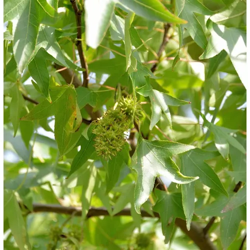 Schlankbleibender Amberbaum Worplesdon 60-80cm - Liquidambar styraciflua