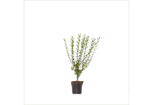Dehner Wintergrüner Liguster Atrovirens - 4 Meter Hecke - Heckenpflanze für Sichtschutz, Liefergröße: ca. 150-175 cm, ideal gegen neugierige Blicke, pflegeleicht und trockenheitsresistent.