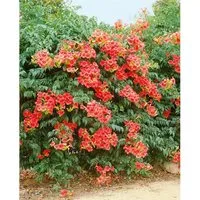 Campsis Radicans Grandiflora Trompetenblume Orange 60–100 cm - Kletterpflanze mit leuchtend orangefarbenen Blüten, zieht Bienen und Schmetterlinge an, pflegeleicht und winterhart, ideal für Pergolen und Zäune.
