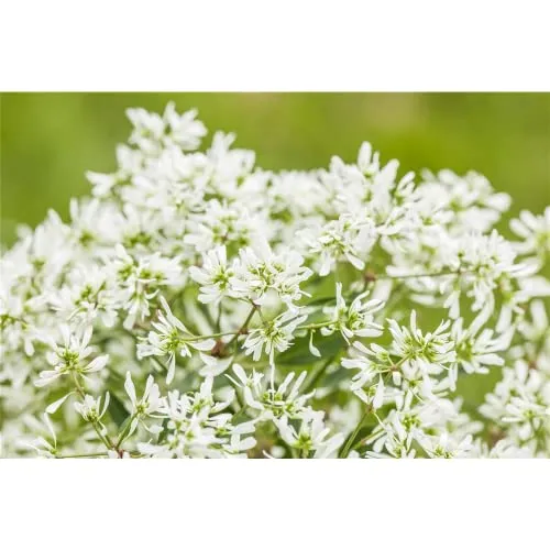 Euphorbia 'Diamond Frost - Zauberschnee™, Euphorbia hypericifolia - in Gärtnerqualität von Blumen Eber - 12 cm