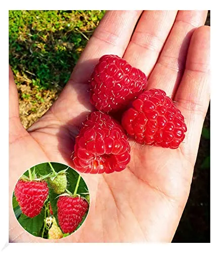 BALDUR Garten 1x Himbeere Enrosadira® Endlosernte, Pflanze mit 5-6 cm-Topfballen, winterhart, mehrjährig, pflegeleicht, Rubus idaeus, Dauerernte, reiche Ernte an essbaren Früchten, Obst-Rarität