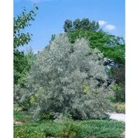 Schmalblättrige Ölweide (Elaeagnus Angustifolia) 150–200 cm - Eleganter Zierstrauch mit silbrigem Laub und duftenden Blüten. Ideal für moderne Gärten und als Heckenpflanze. Robust, windfest und pflegeleicht – bringt Struktur in Ihre Pflanzungen.