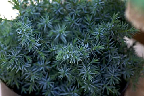 Juniperus chinensis 'Blue Alps' 15–20 cm – Winterhart, Immergrün, Pflegeleicht – Chinesischer Wacholder – Ziergehölz für Steingarten & Kübel
