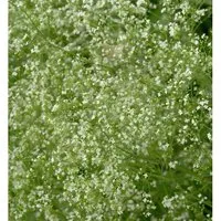 Wald-Labkraut - Galium sylvaticum