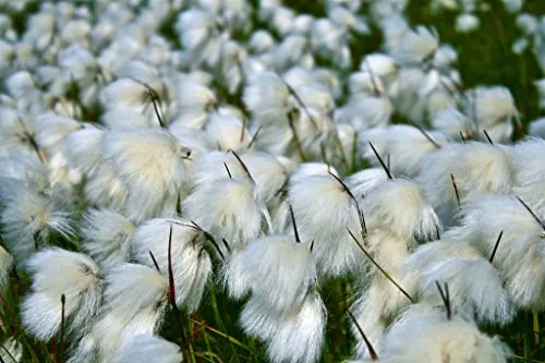 Stauden Gänge 1 x Eriophorum angustifolium 1 Liter (Ziergras/Gräser/Stauden) Wollgras
