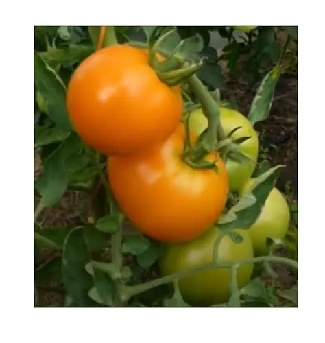 Stk - 35x Pomodori Tomaten - Arancia - Zloty Ozarowski - Tomaten Samen Gemüse KS574 - Seeds & Plants Shop by Ipsa