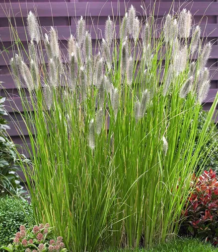 BALDUR Garten 3x Lampenputzergras Magic, Pflanzen im 9x9 cm-Topf, Pennisetum alopecuroides Magic, Ziergras, 3 Pflanzen pro Quadratmeter , winterharte Staude, trockenresistent & mehrjährig, blühend