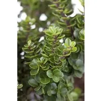 Ilex crenata 'Mariesii' – Japanische Stechpalme 25-30 cm - Immergrüner Zierstrauch mit elegantem, dichtem Blattwerk. Ideal für Formschnitt und als Kübelpflanze. Perfekte Ergänzung für Garten und Terrasse.