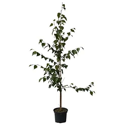 Hängebirke Sandbirke Betula pendula Pionierbaum Hausbaum Heister mit ca. 80-120 cm 5 Liter Topf