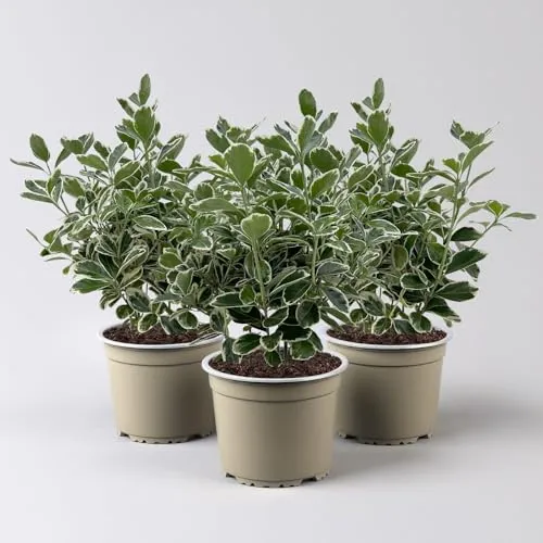 Japanischer Spindelstrauch 'Kathy'Ⓢ, Topf-Ø 13 cm, 3er-Set